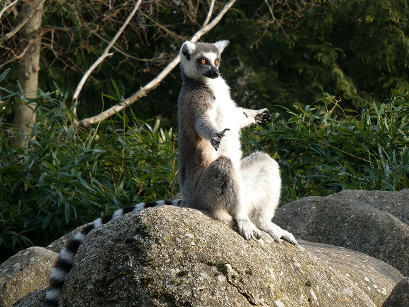 坐在石头上打坐的环尾狐猴