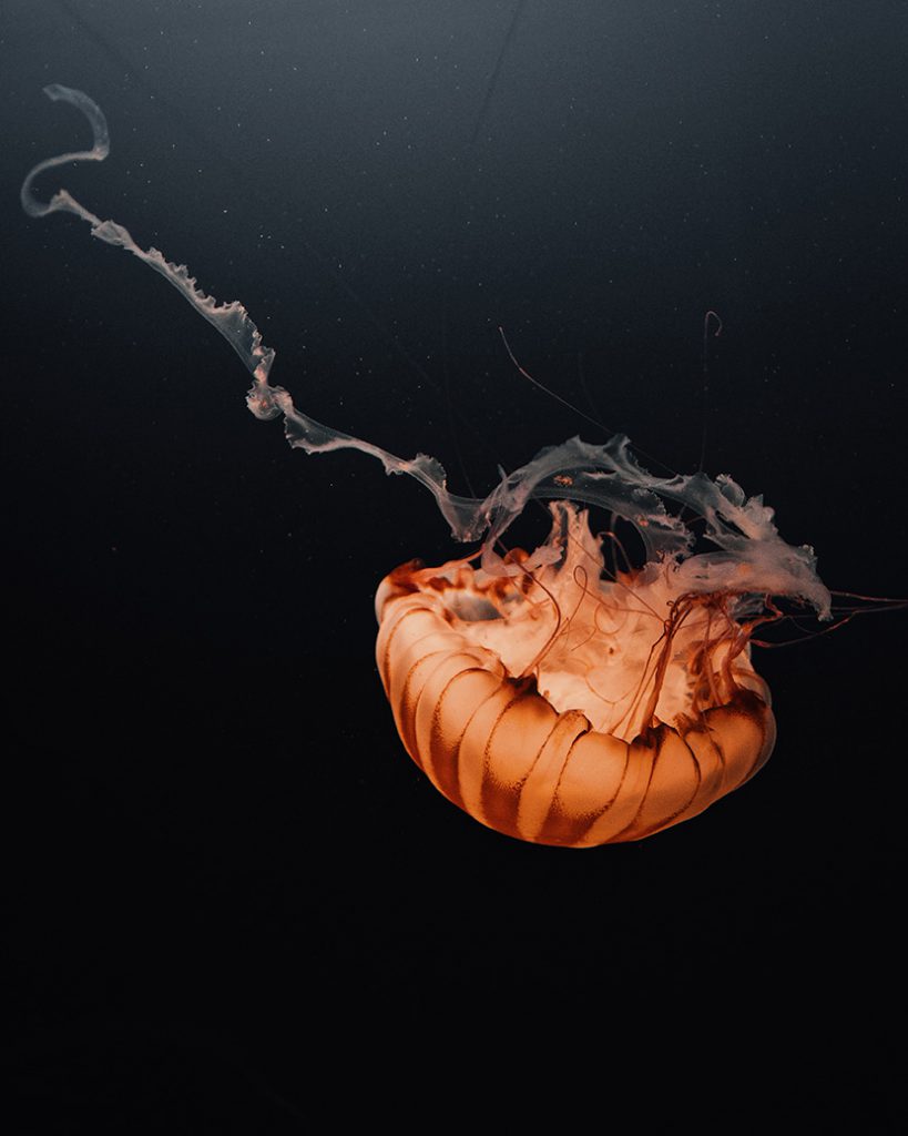 黑色深海中的水母