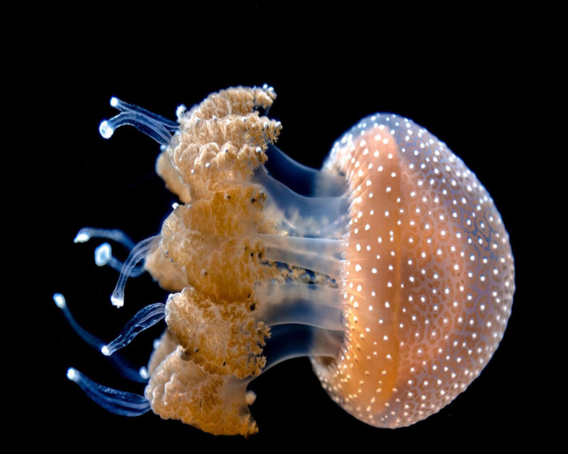 黑色深海中的透明小水母