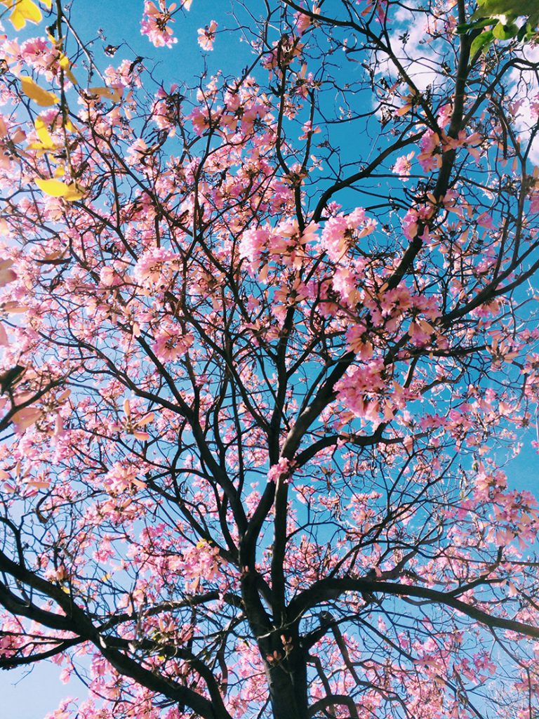 蓝天下的粉色樱花
