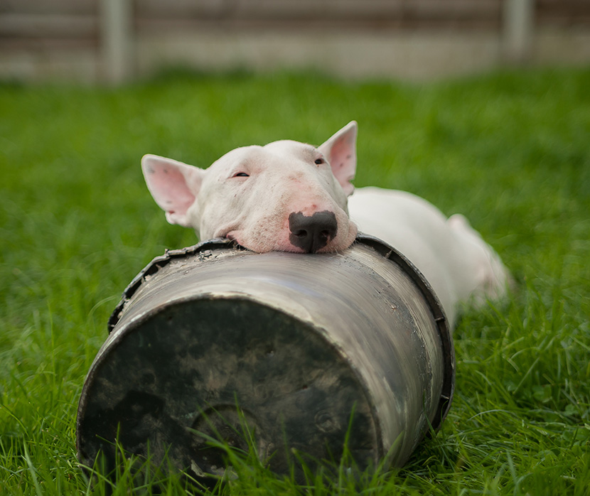 趴在草地上咬桶的牛头梗牛头㹴(Bull Terrier)