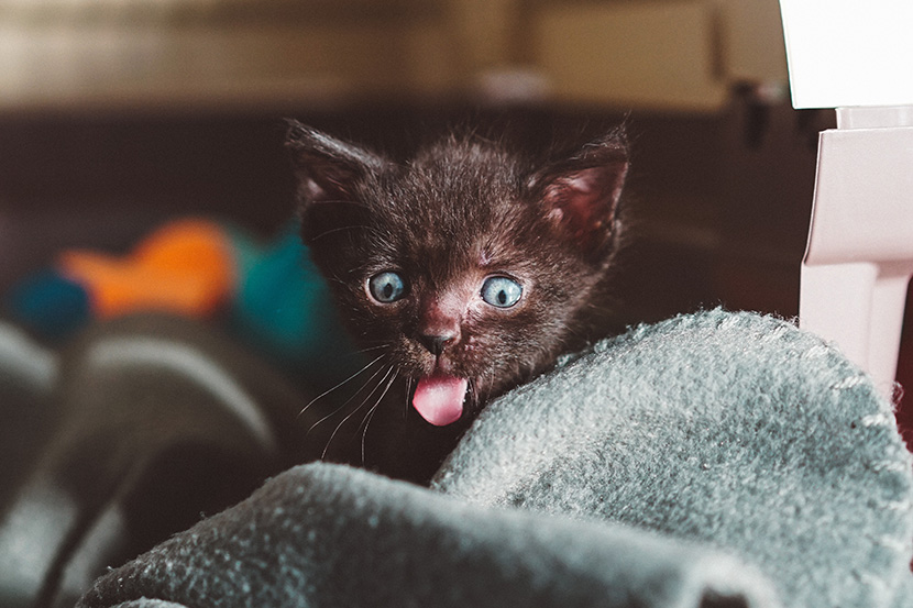 伸舌头的小黑猫