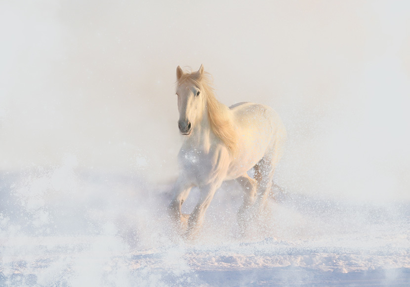 雪地上狂奔的白色骏马