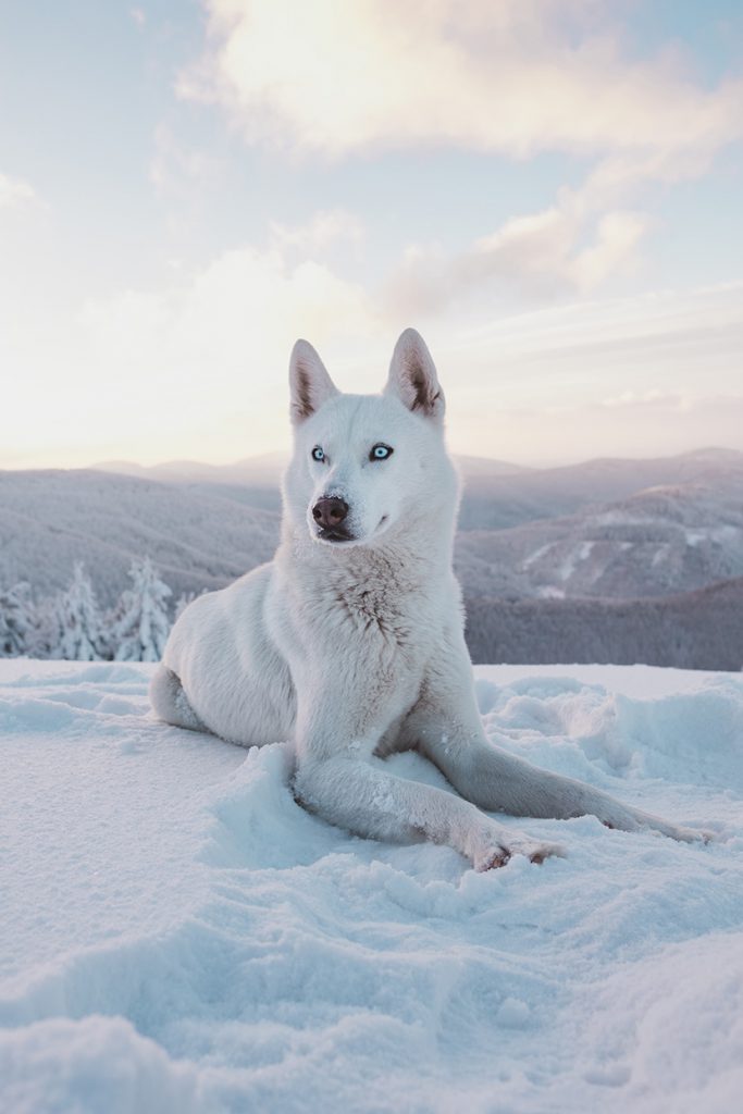 雪山雪地上的白毛雪橇犬