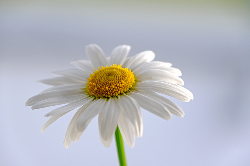 一朵洁白黄芯的小雏菊