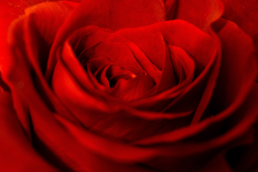 红艳艳的玫瑰花瓣