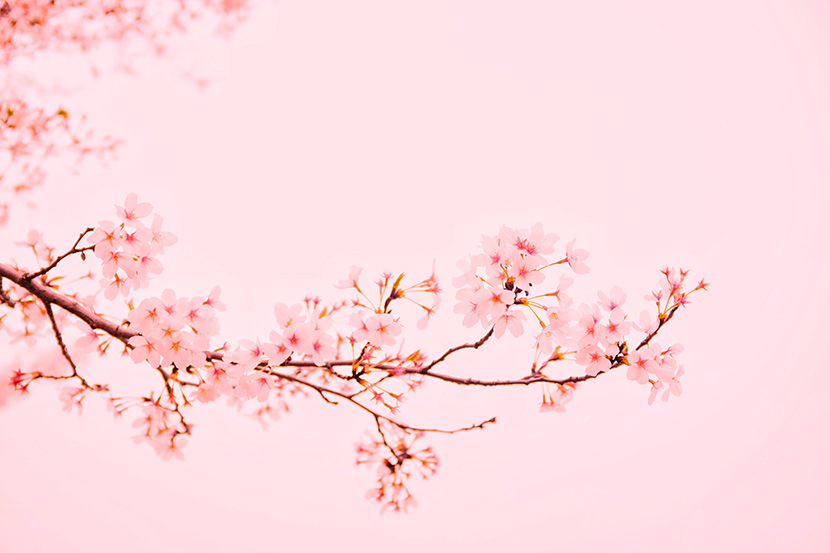 粉色的一树樱花