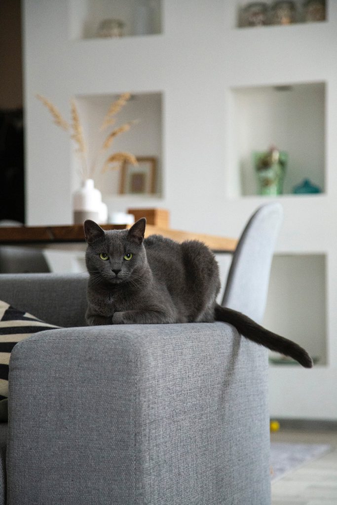 爬在沙发上的小黑猫