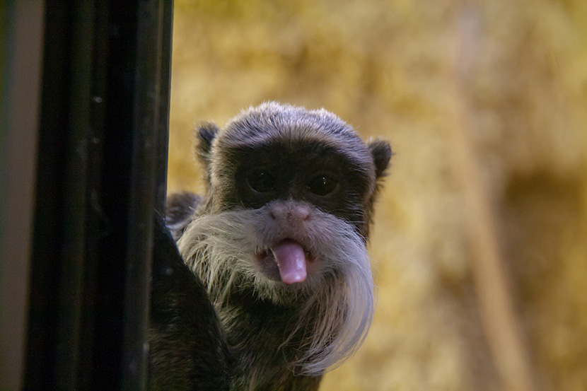 吐舌头的可爱小猴子