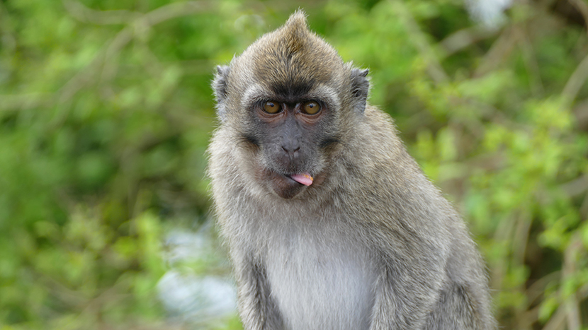 吐舌头做鬼脸的猴子