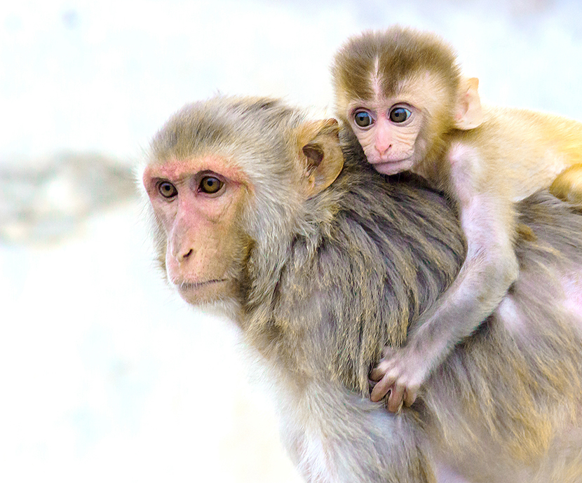 猴妈妈背着猴宝宝