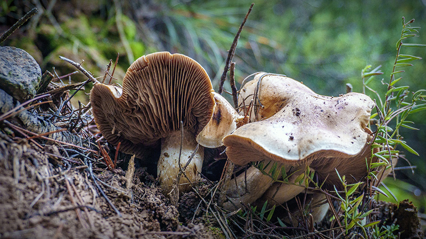 泥土丛中的白蘑菇