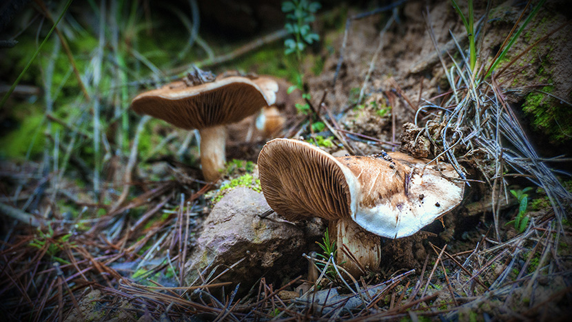 泥草地上长出来的蘑菇菌子