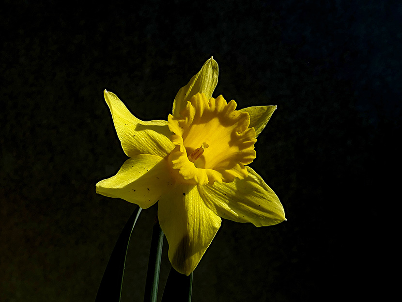 一朵漂亮的黄色兰花