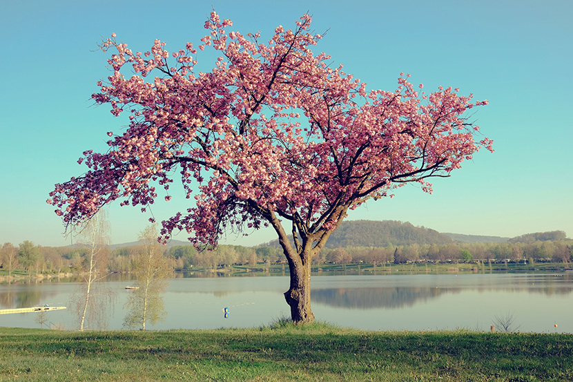 湖边的一棵红樱树