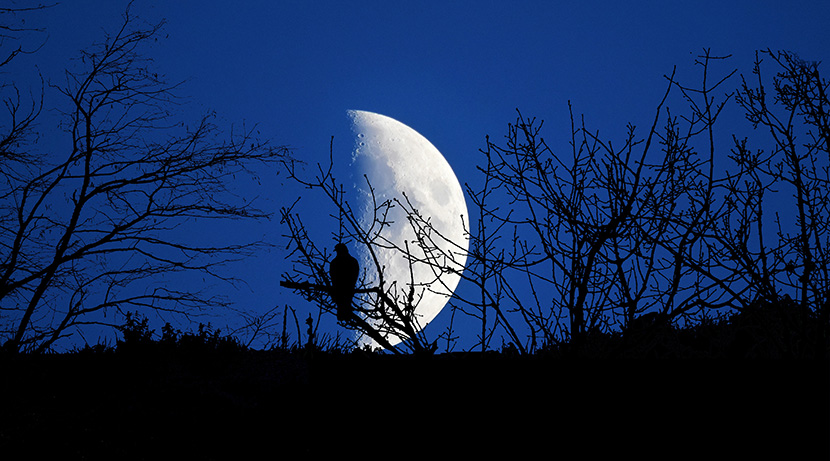黑夜森林中的月亮和小鸟