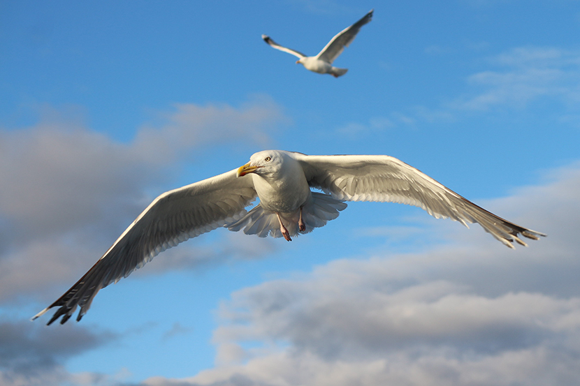 天空中飞翔着的洁白海鸥