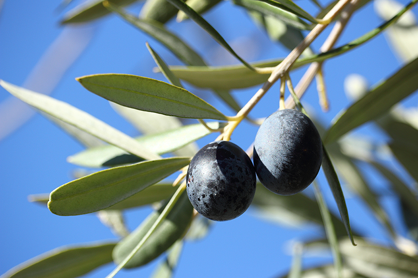 挂在树枝上的两颗黑色油橄榄