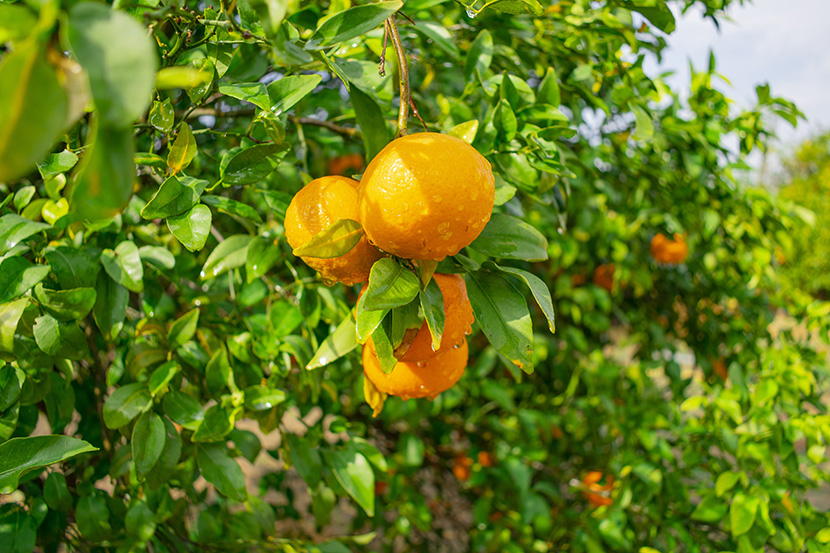 挂在树枝上的鲜新橙子