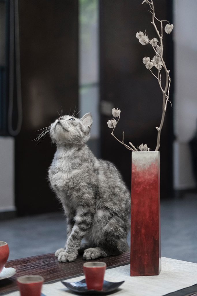 小猫与插花
