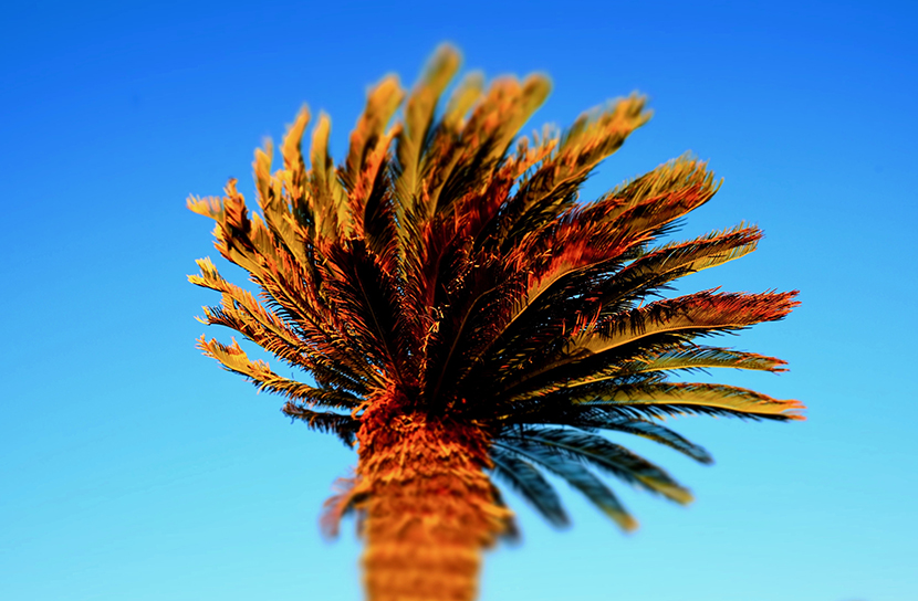 蓝天下疯长的棕榈树冠