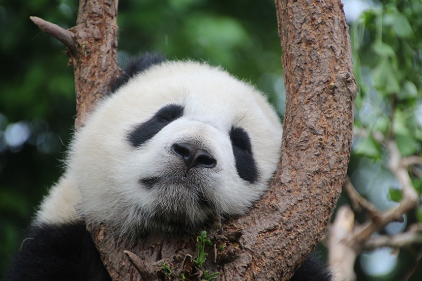 趴在树丫上睡着的可爱大熊猫