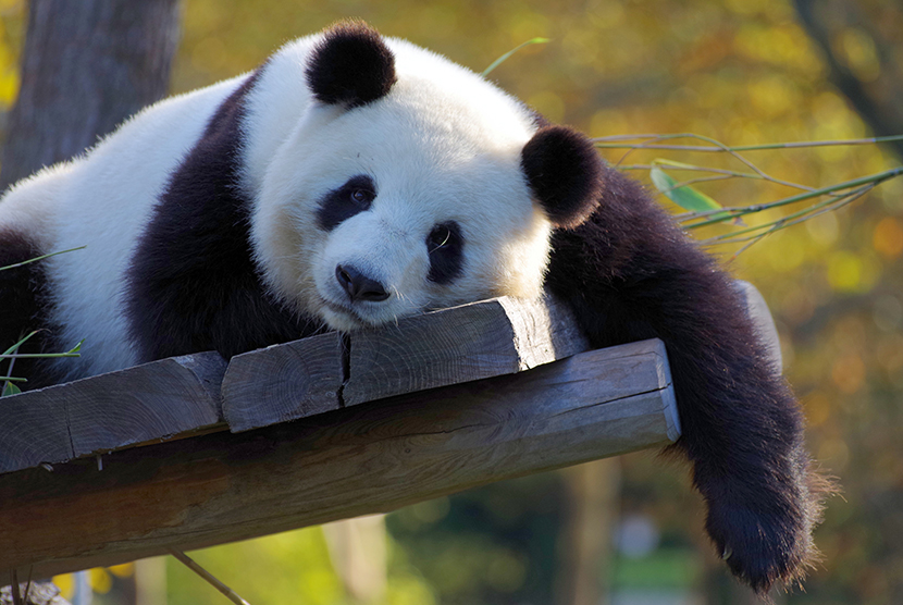 躺在木板上懒洋洋的大熊猫