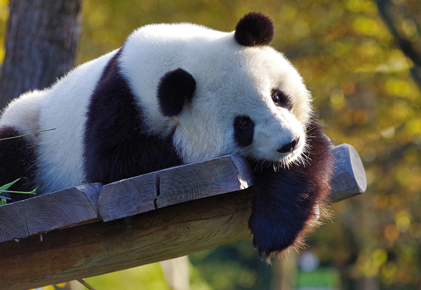 躺在木板上乖巧卖萌的大熊猫