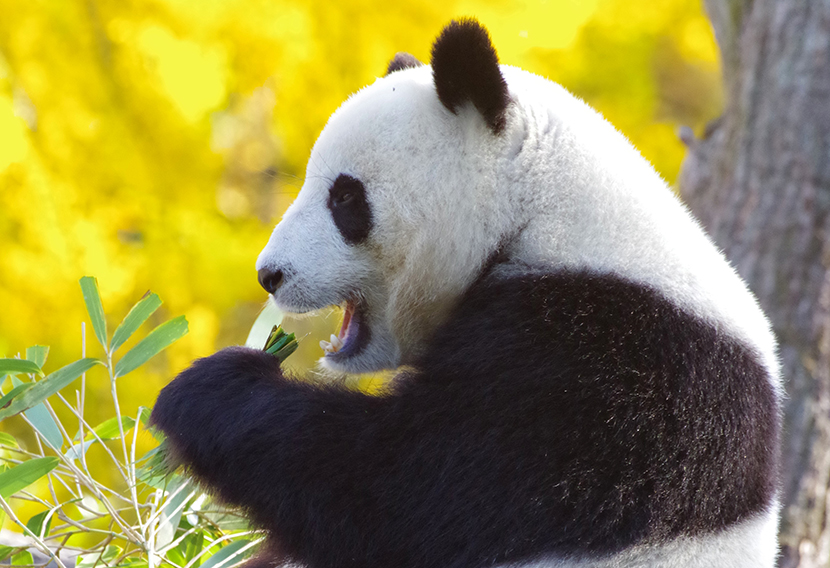 正在吃竹叶的大熊猫