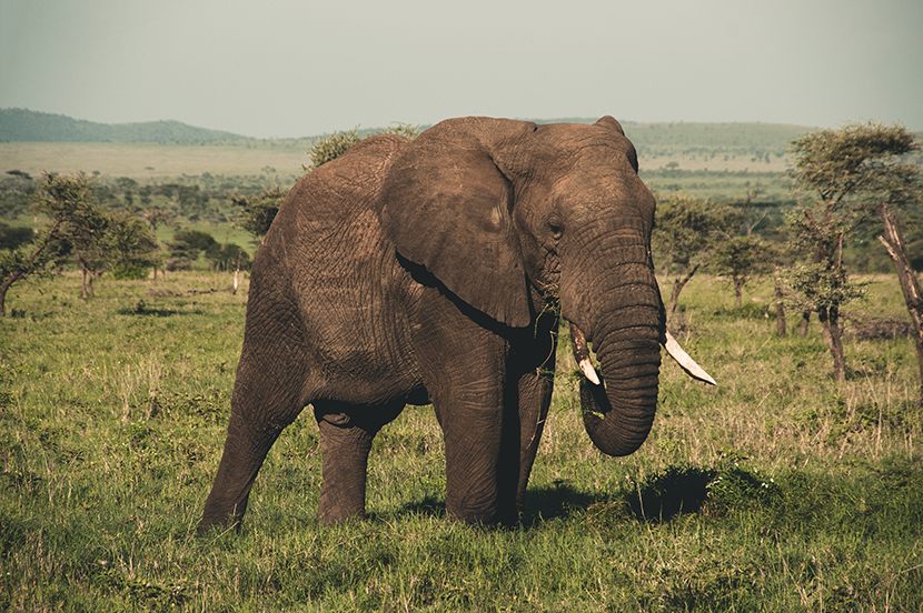 非洲大草原上的大象