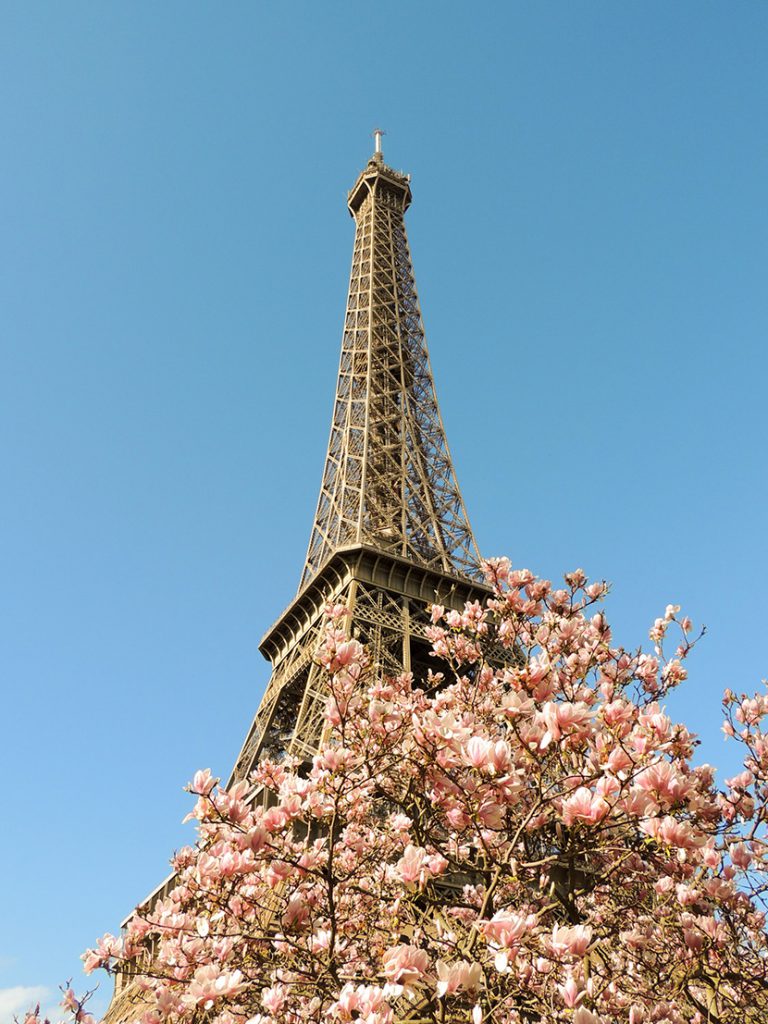 巴黎铁塔下的白玉兰