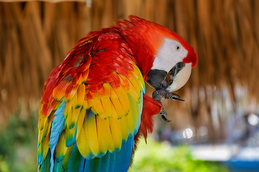 金刚鹦鹉（Psittacidae）是色彩最漂亮艳丽的鹦鹉，也是体型最大的鹦鹉