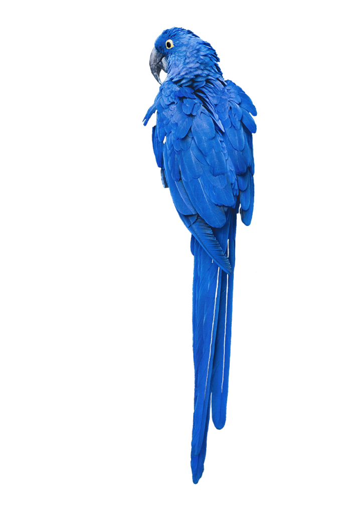 蓝色的鹦鹉PNG免扣图