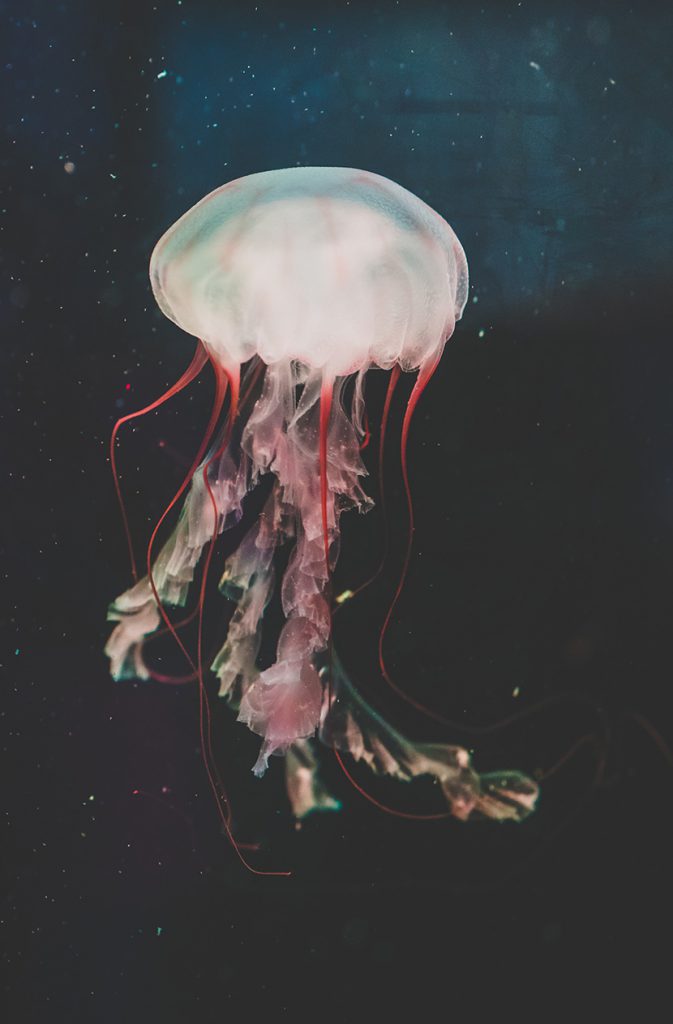 深海中的白色水母