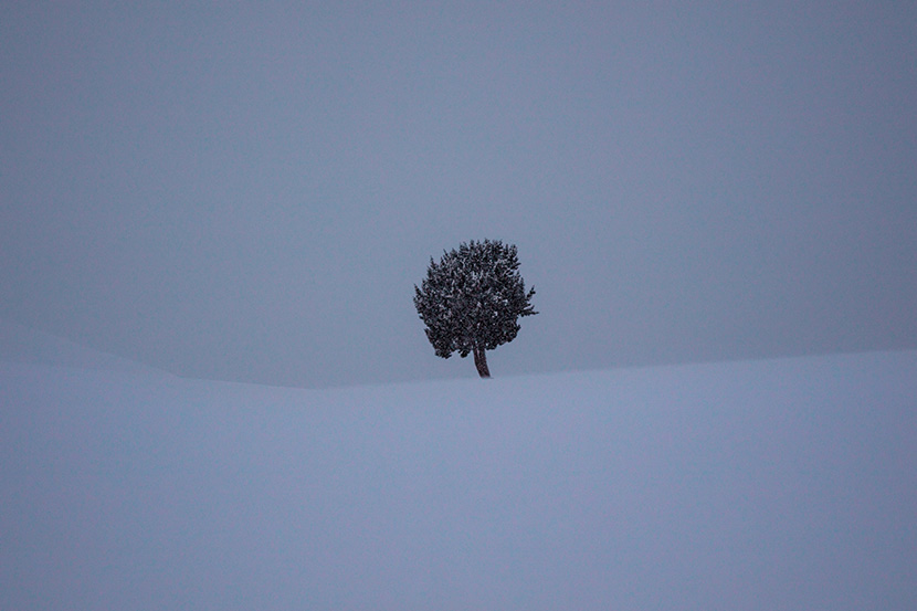 雪地中的一棵树