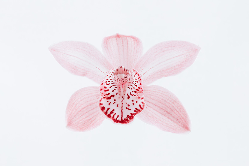 一朵唯美的粉红色兰花