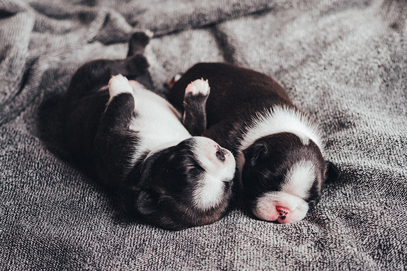 躺在毛毯上的两只小奶狗