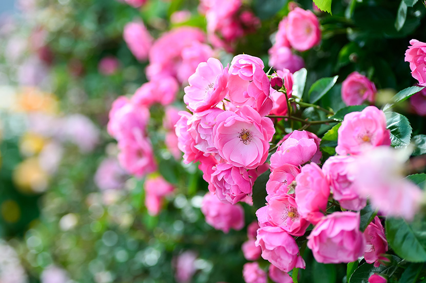 七姊妹（学名：Rosa multiflora Thunb. var. carnea Thory ）也称十姐妹，是蔷薇科蔷薇属多花蔷薇的一个变种。花重瓣，深粉红色，常7-10朵簇生在一起，具芳香。