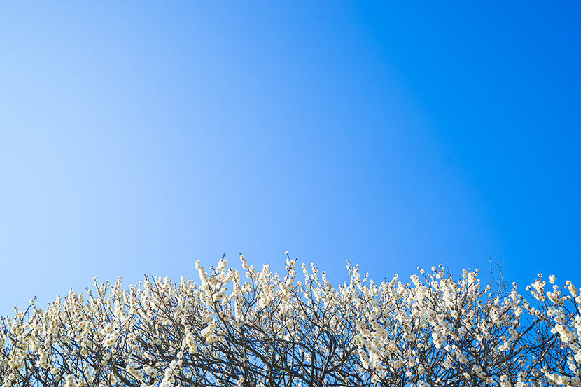 蓝天下的梨花树