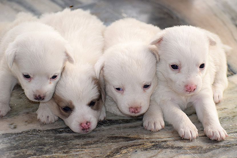 四只白色的小奶狗