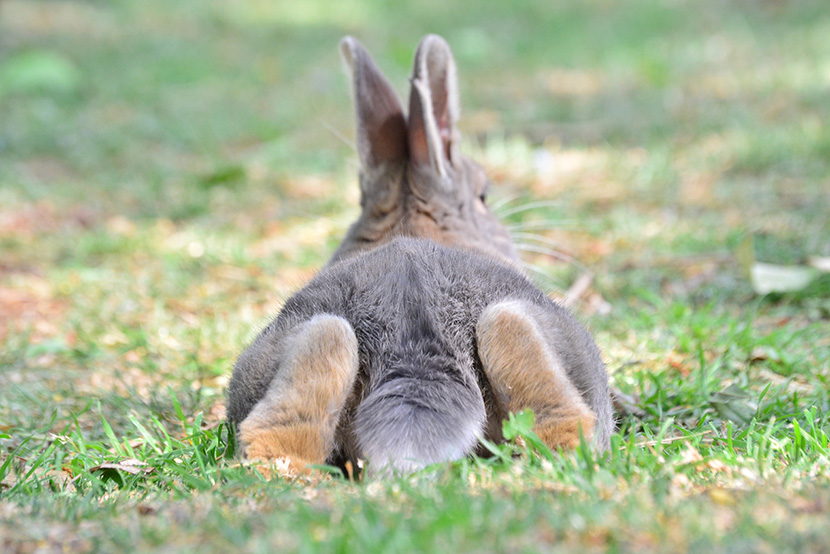 趴在草皮上的小兔纸的大脚丫