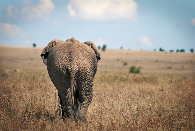 非洲草原上的大象背景