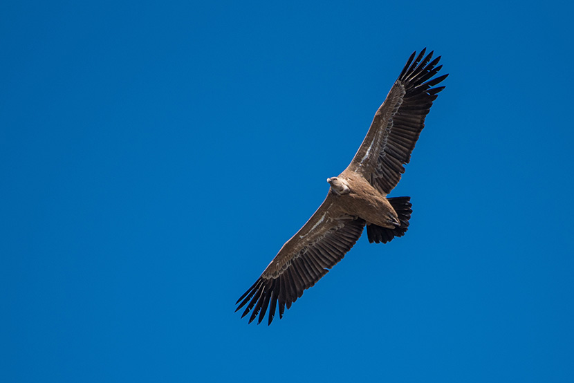 蓝天上飞翔着的秃鹫老鹰