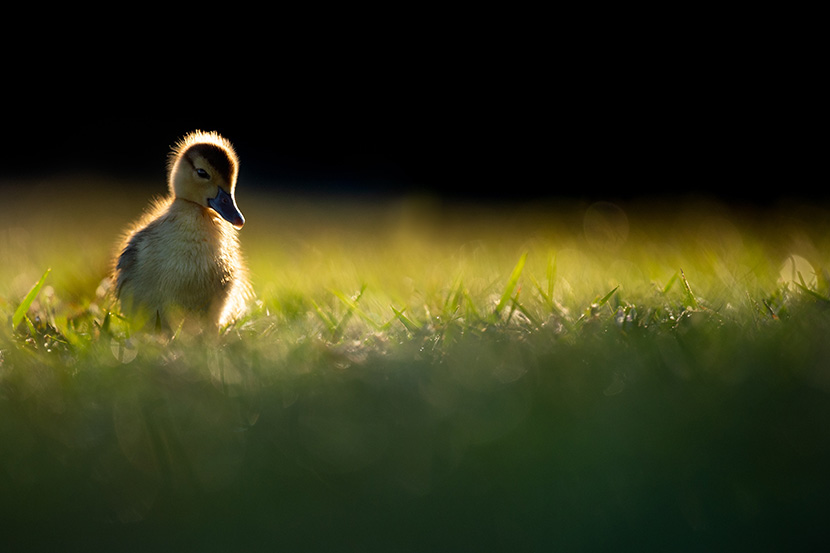 草地上的小天鹅