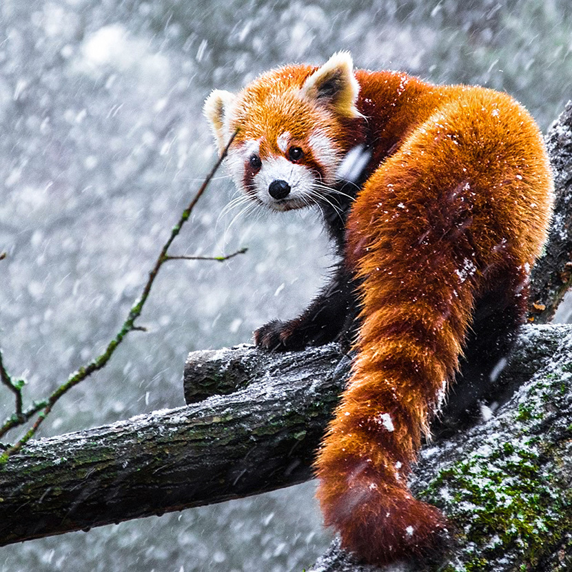 暴风雪中的可爱萌物小熊猫