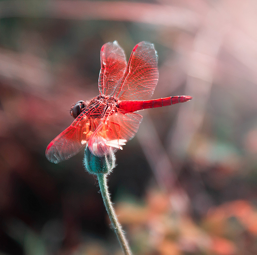 停在花蕾上的红蜻蜓