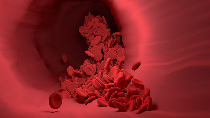 红细胞也称红血球，在常规化验中英文常缩写成RBC，是血液中数量最多的一种血细胞，同时也是脊椎动物体内通过血液运送氧气的最主要的媒介，同时还具有免疫功能。