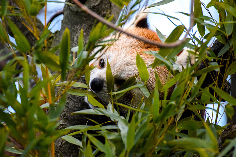 爬在树上吃竹叶的小熊猫