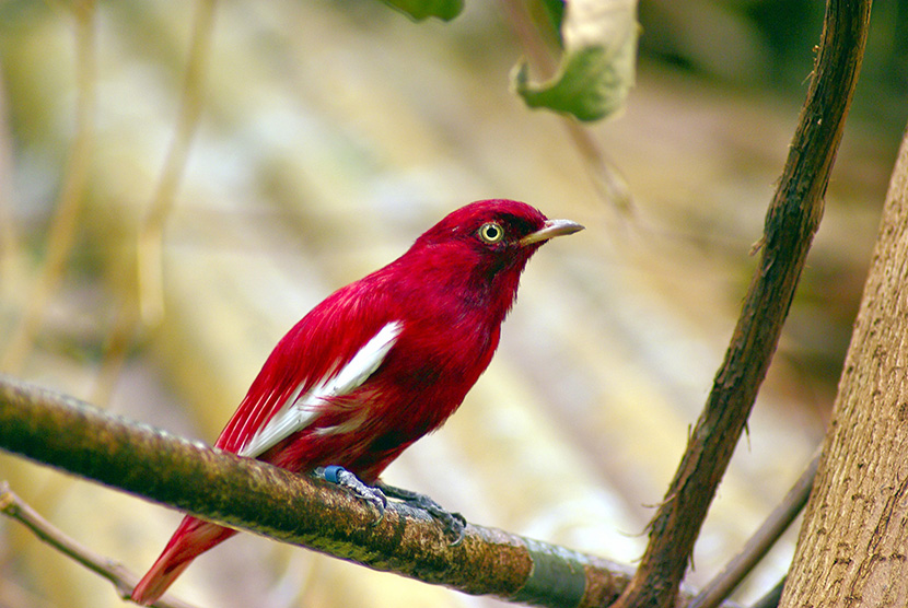 深红紫伞鸟羽色较为独特，除羽翼为白色外，通体为血红色，红色凝重如血，似乎被血染过。