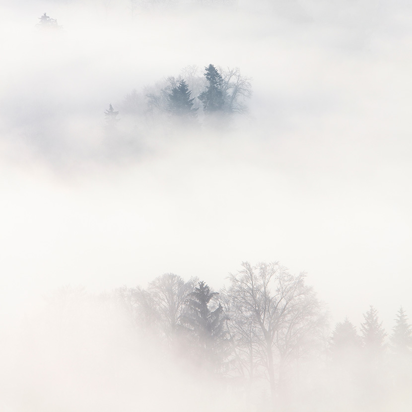 白雾中的树林
